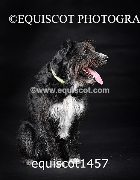 equiscot1457 - RUSSO