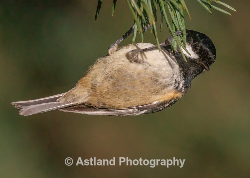 Coal Tit - Latest Images