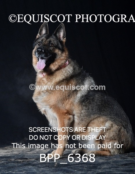 BPP_6368 - CARLA DOGS