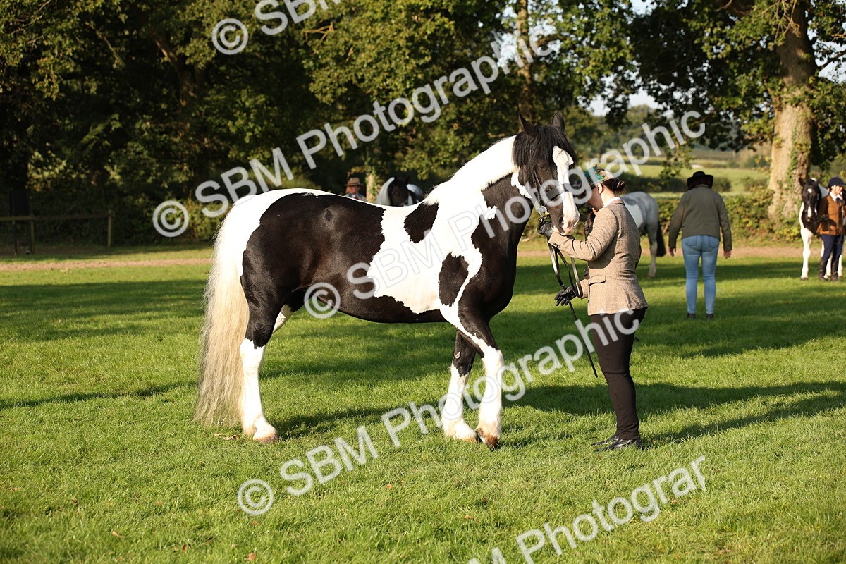 SBM_58738 - S51 - Piebald & Skewbald Horse In Hand