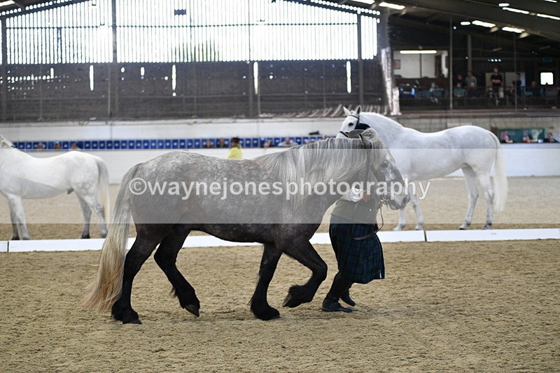 WJ5_4366 - Class 6 In hand M&M - Large Breeds