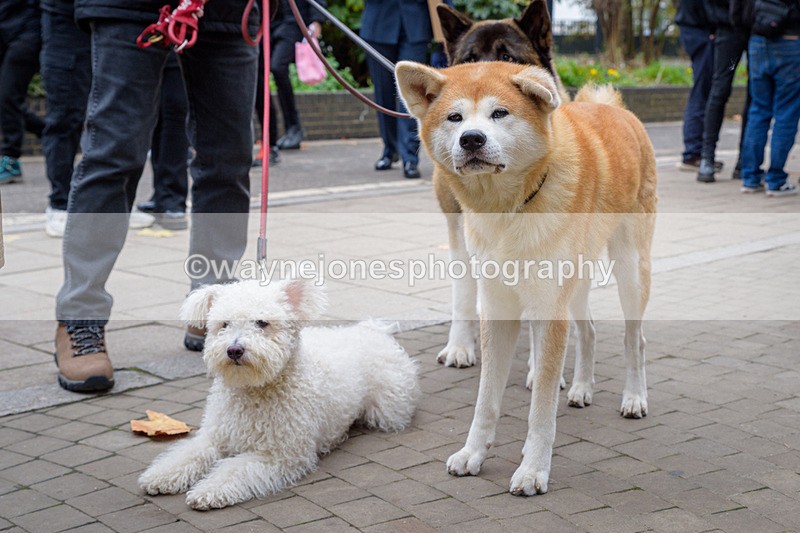 NGP_8342 - 2024 Animals in War Remembrance Gathering