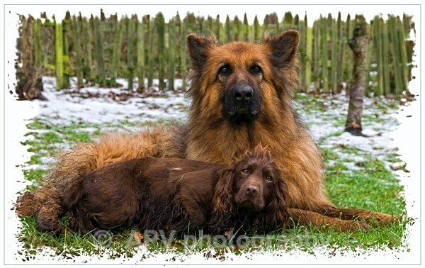  - Dogs'n'Cats