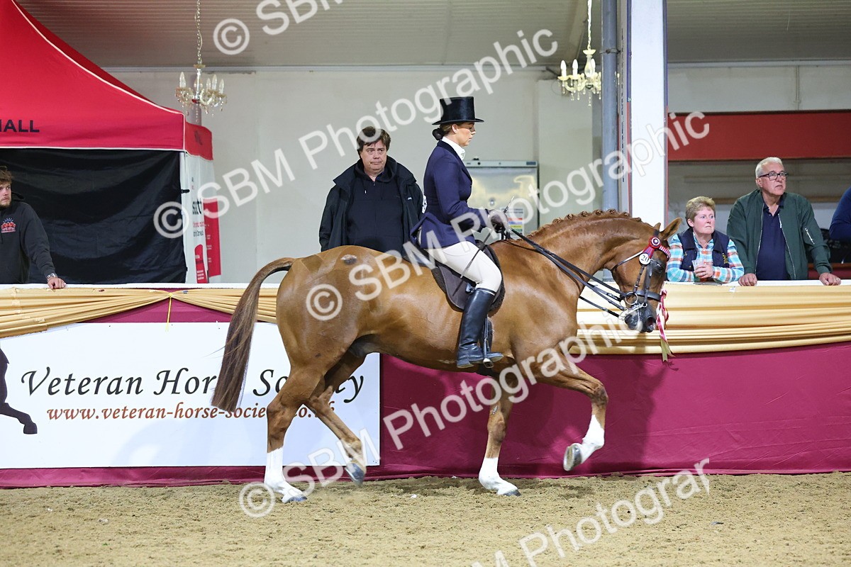 0B8A4494 - Class O Ridden Show Horse Champ
