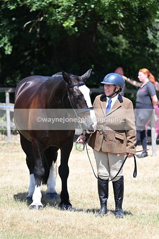WJ7_2337 - Class 5a Most Handsome Gelding in hand (above 14.2hh)
