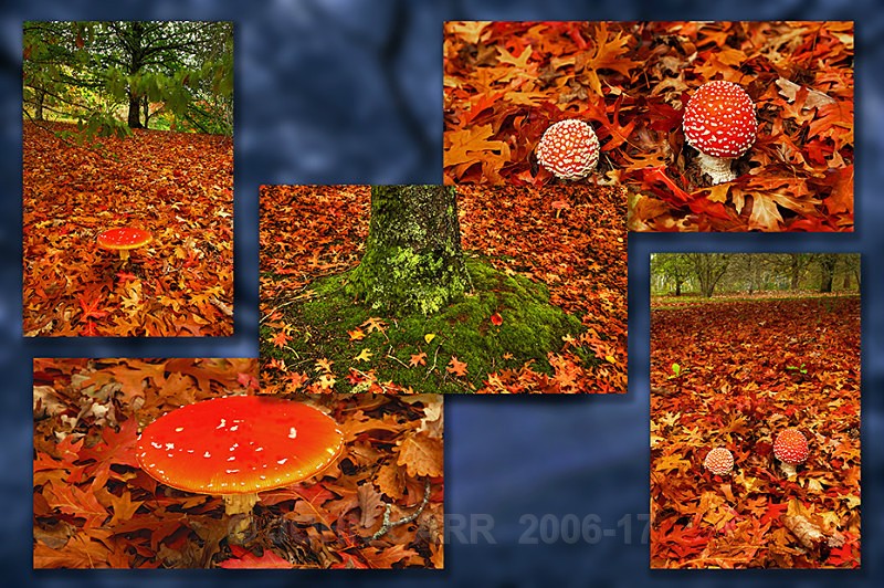 Fly Agaric Quintych MtLofty-Blue - MONTAGES