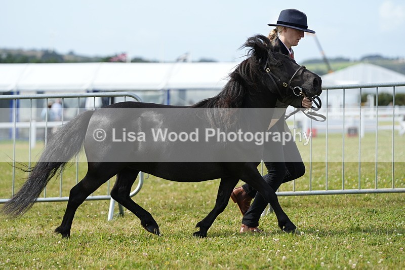 DSC05275 - Class 49: NPS Shetland 4 years and over