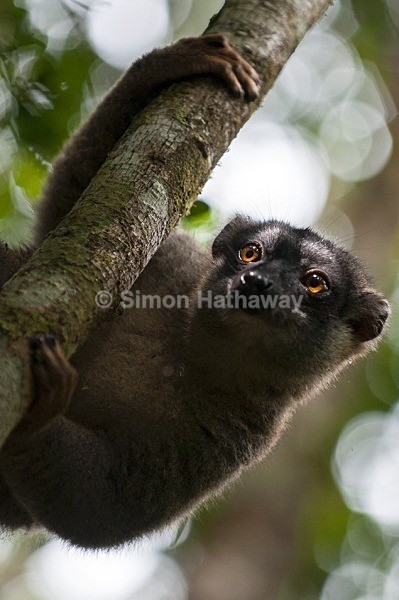  - Madagascar