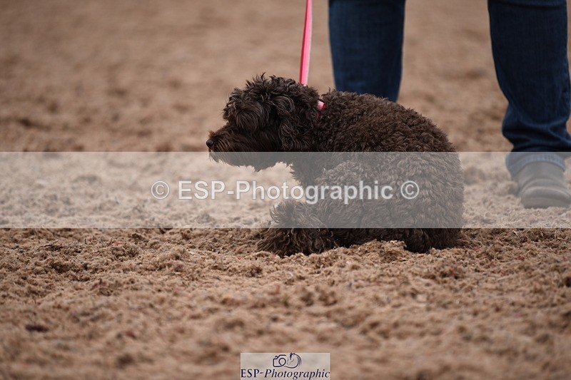 240518A-122428-01155 - Cls 4 Best Crossbred