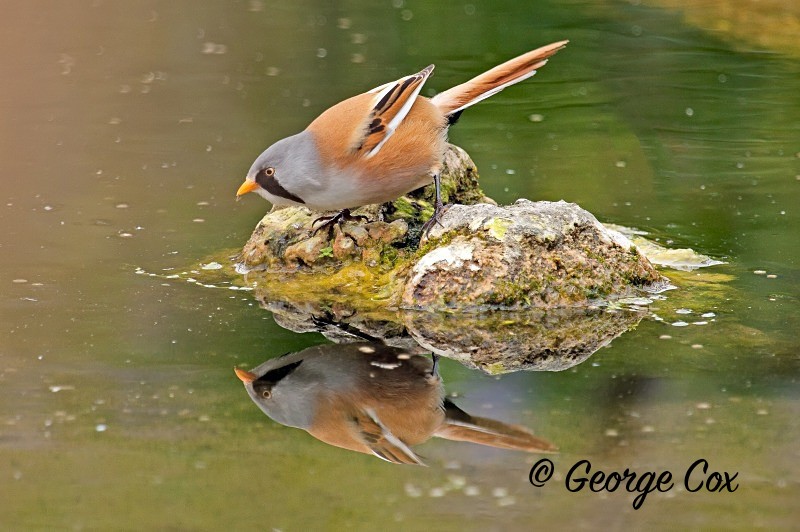 Bearded Tit - Panurus biarmicus