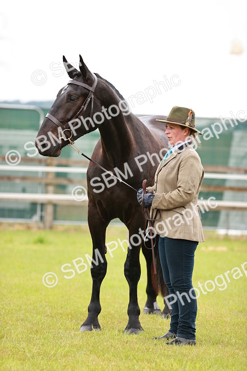 SBM_00798 - Class 26-30 Sport Horse In Hand