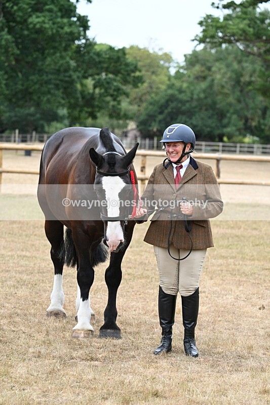 WJ7_0193 - Class 5a Most Handsome Gelding (above 14.2hh)