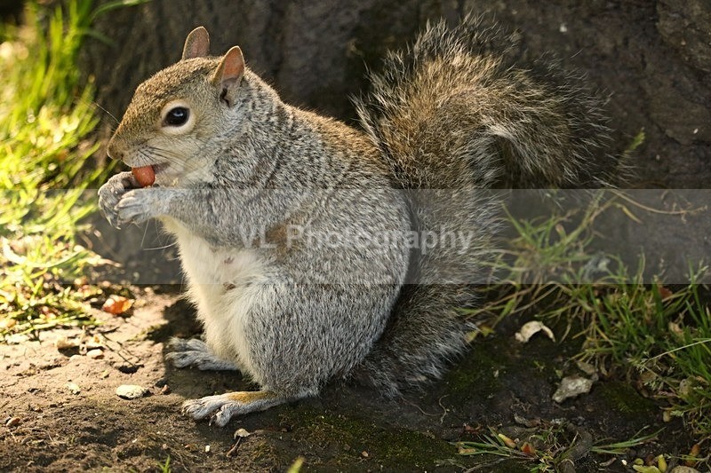 Squirrel 9 - Animals and Birds