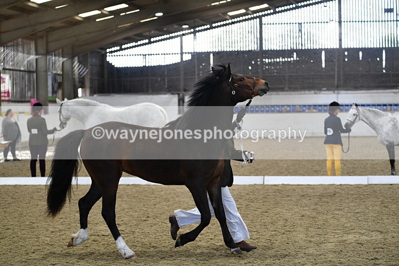 WJ5_4381 - Class 6 In hand M&M - Large Breeds