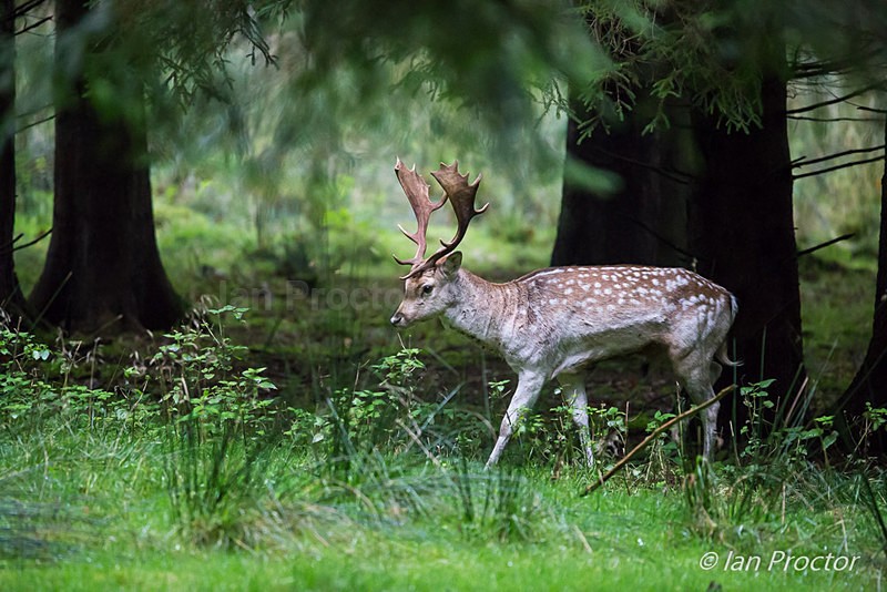 Fallow Deer in Randalstown Forest - Nature