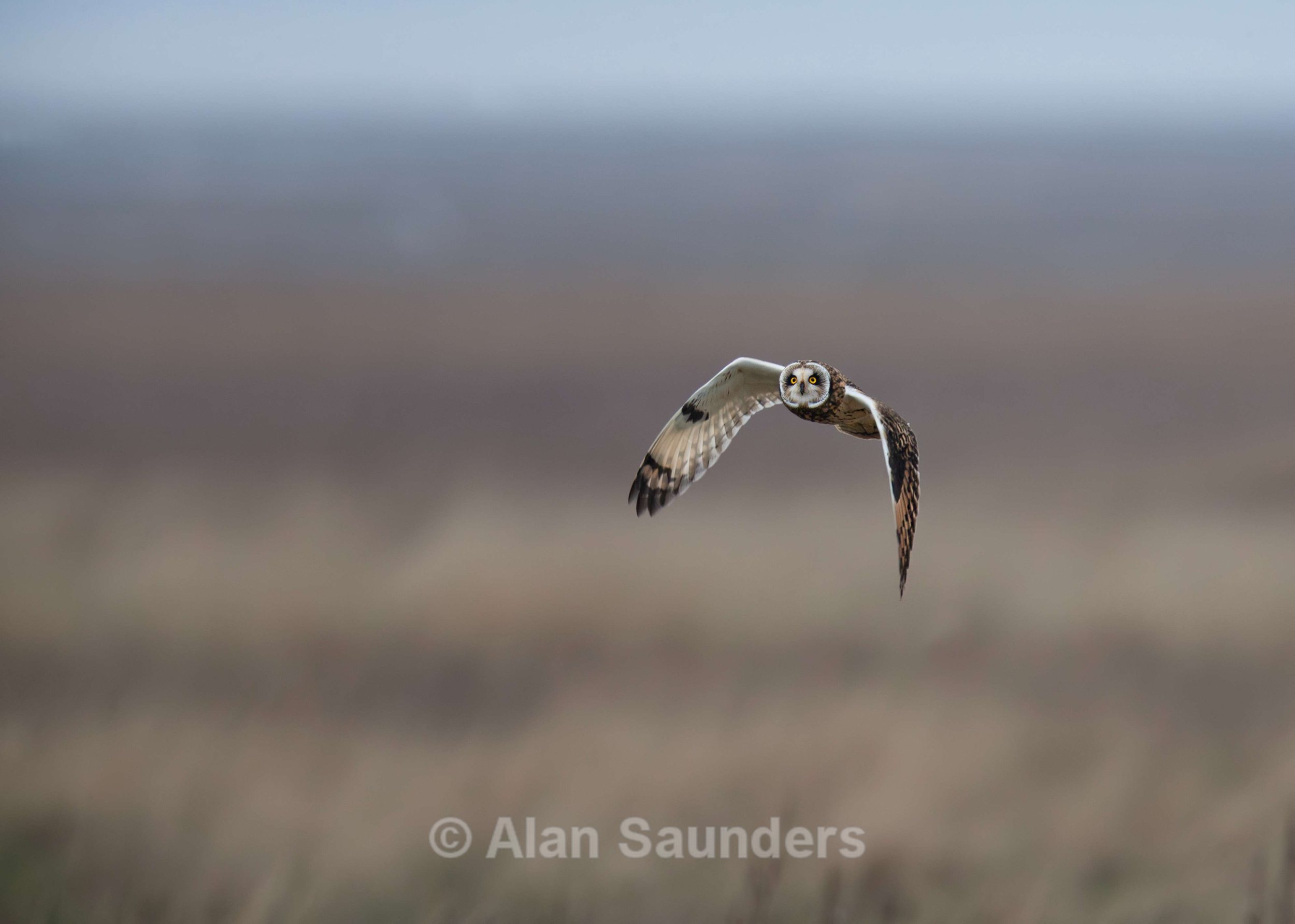 Short Eared Owl