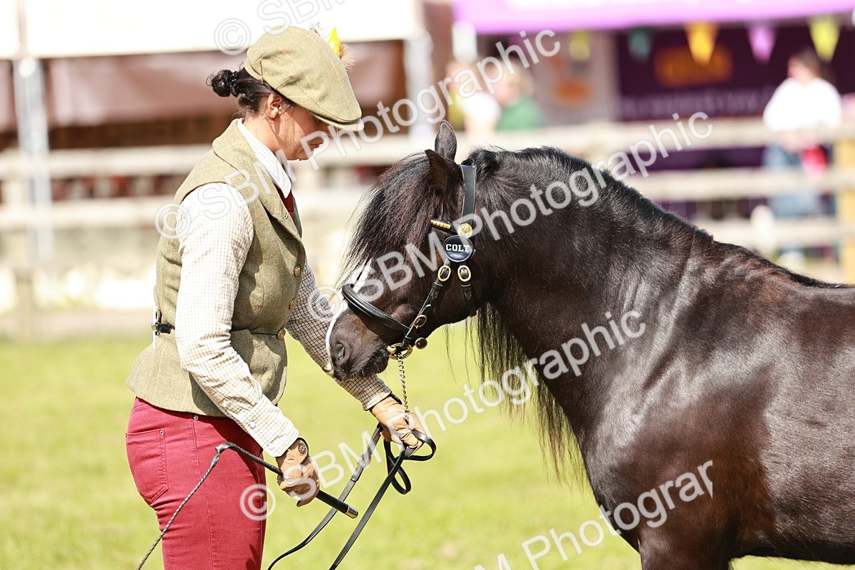 SBM_08586 - Class 63-65 - Traditional Gypsy Cobs In Hand & Ridden