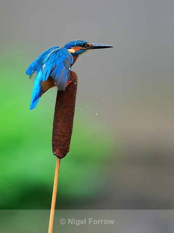Kingfisher (male) landing on a bulrush - Kingfisher