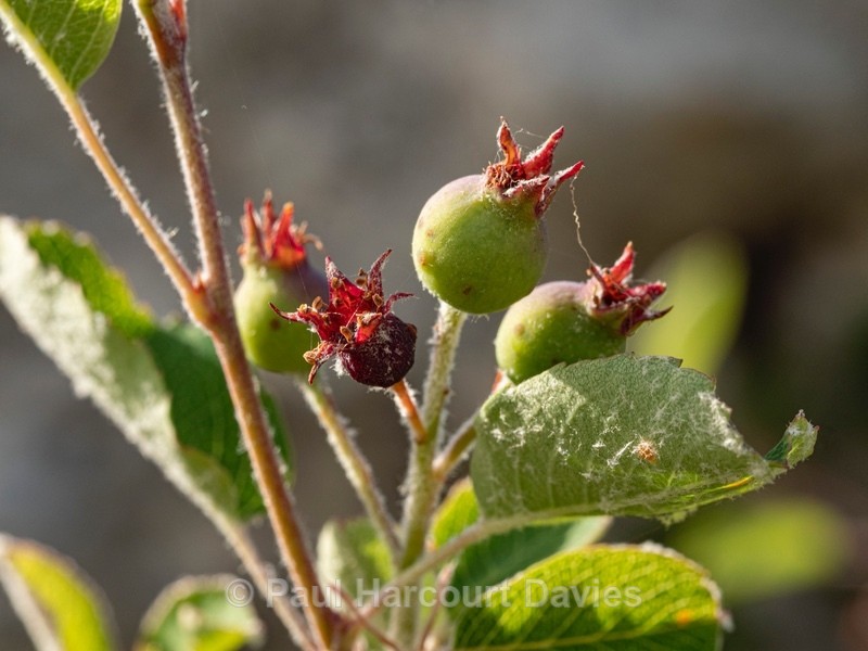 Amelanchier (Amelanchier ovalis)  fruits - Flower Portraits