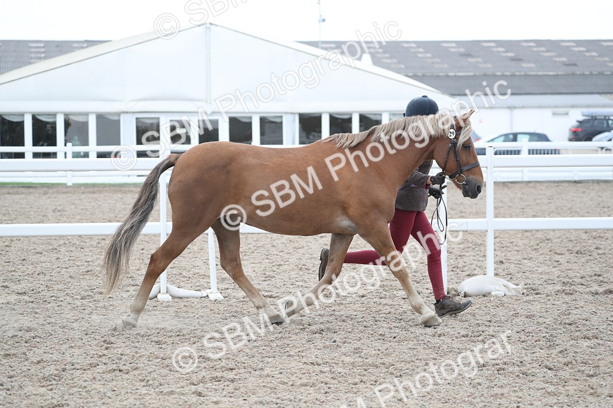 SBM_18373 - Class 318 IH Part bred Horse/Pony