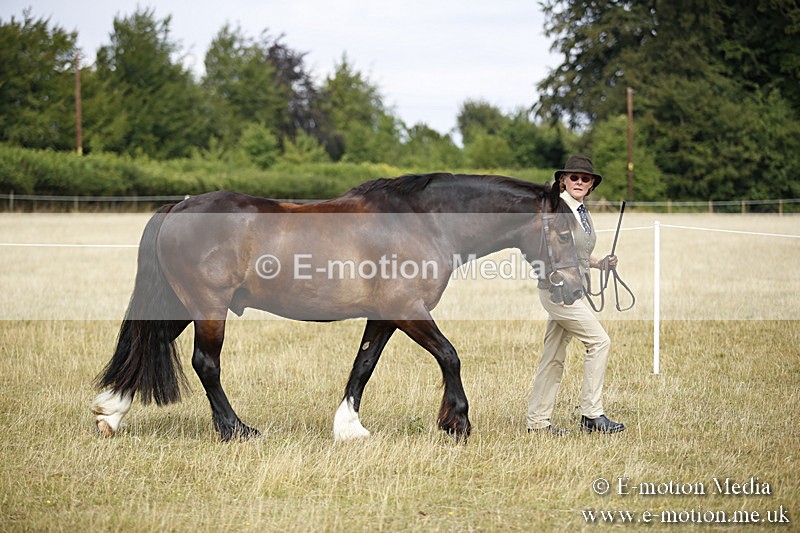 _C7A9621 - BVRC Sow 2018 Ring 2