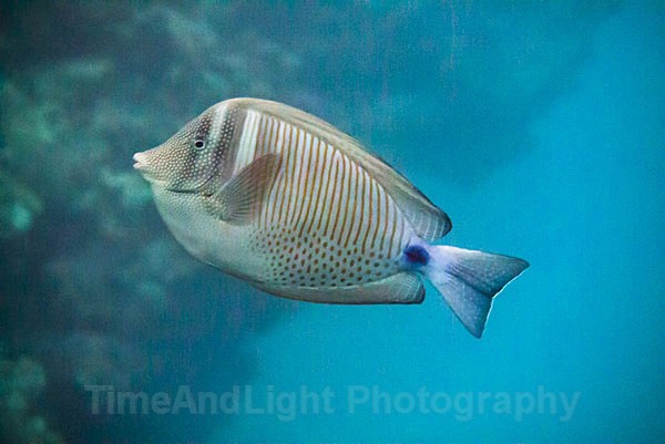 Surgeonfish - Red sea Egypt