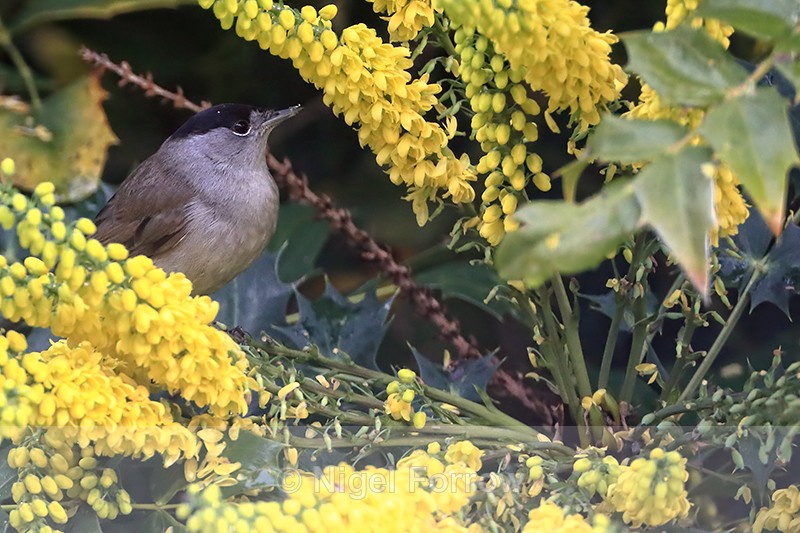 Blackcap (male) perched in mahonia bush, Oxfordshire, UK - Eurasian Blackcap