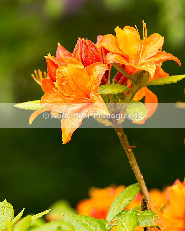 20140525-3K8A1632 - Plants & Flowers