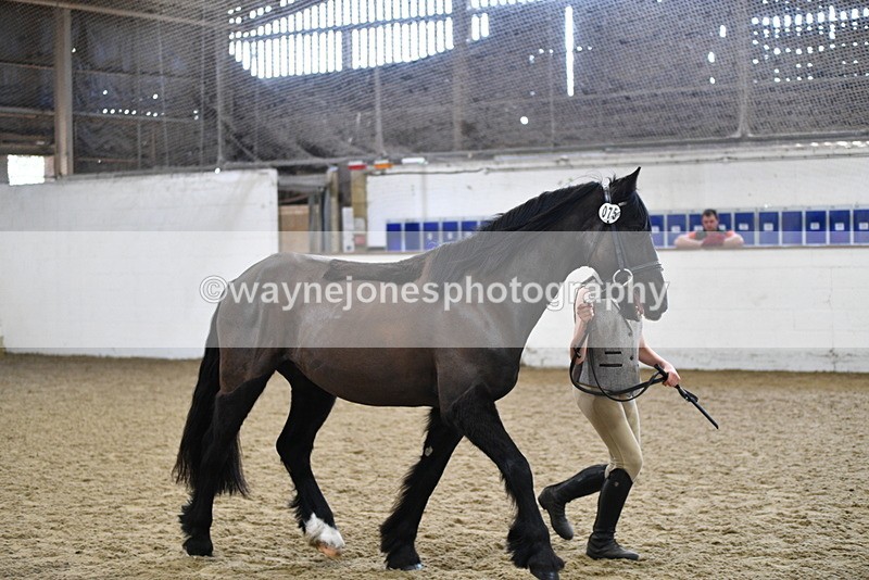 WJ5_4563 - Class 3 Part Bred In hand