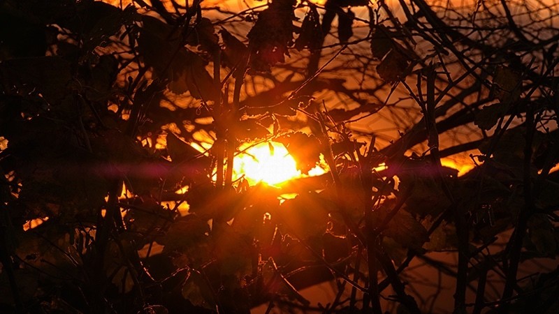 Sun Through Trees F4982 - Fire Element