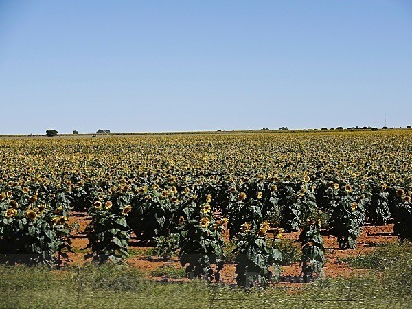 Fields Of Sunflowers, Sth Africa - LANDSCAPES & TREES