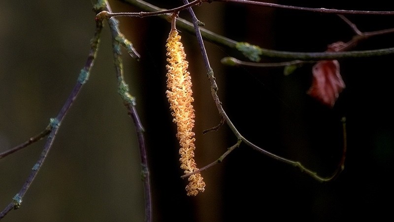 Spring 6 Catkin 6768 - Earth Element