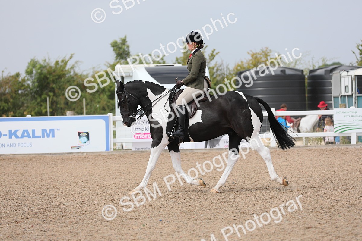 SBM_13359 - Class 308 Ridden Coloured Horse