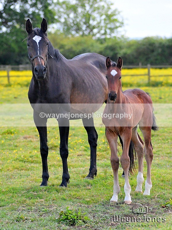 WJ5_4102 - Lyford Stud - Foals 01-06-25