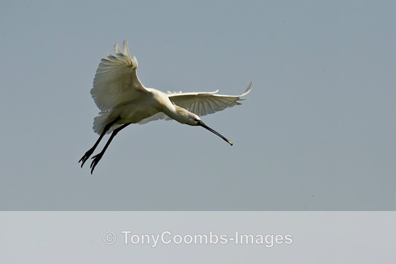 Spoonbill - Egret & Stork Hide