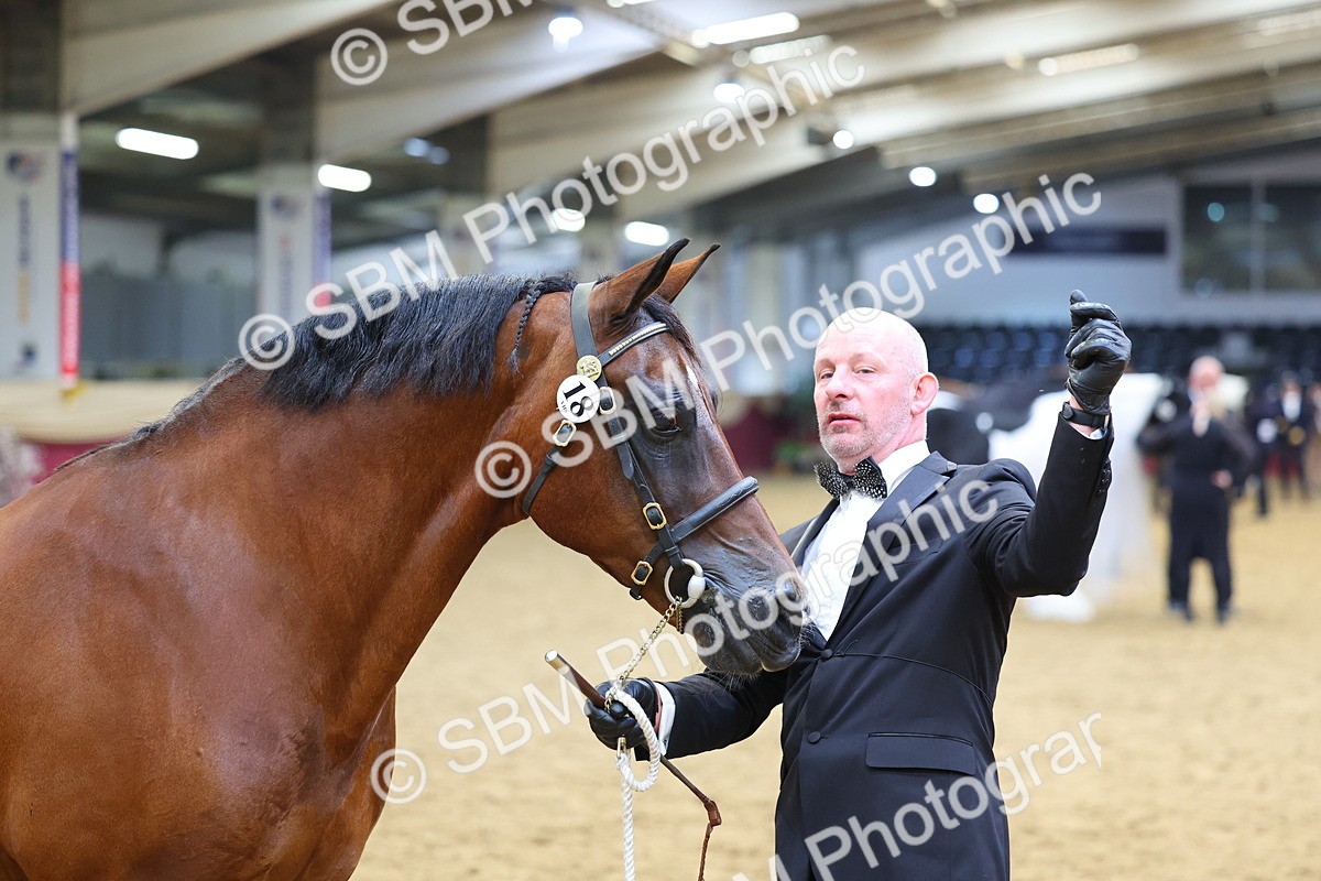 SBM_22703 - Class 903 - Supreme Final - IH Pre Vet