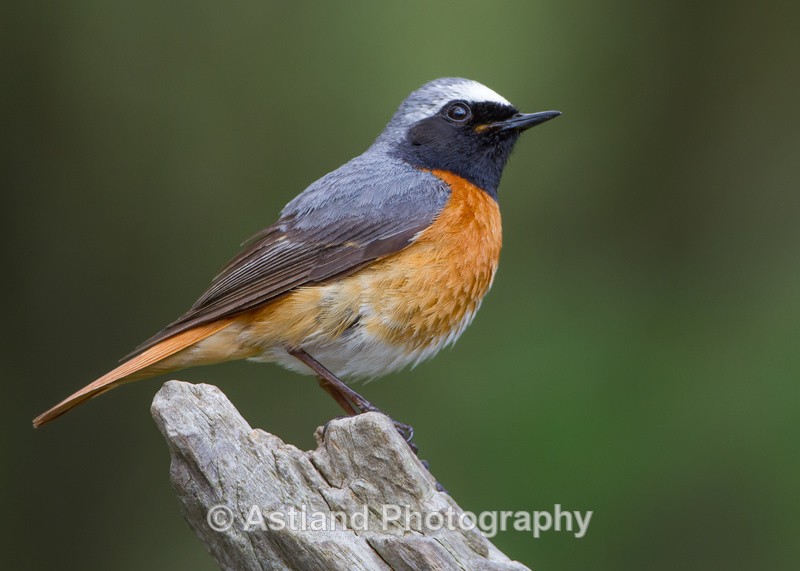 Astland Photography, Bird and Wildlife Images, Susan and Peter Wilson, U.K.