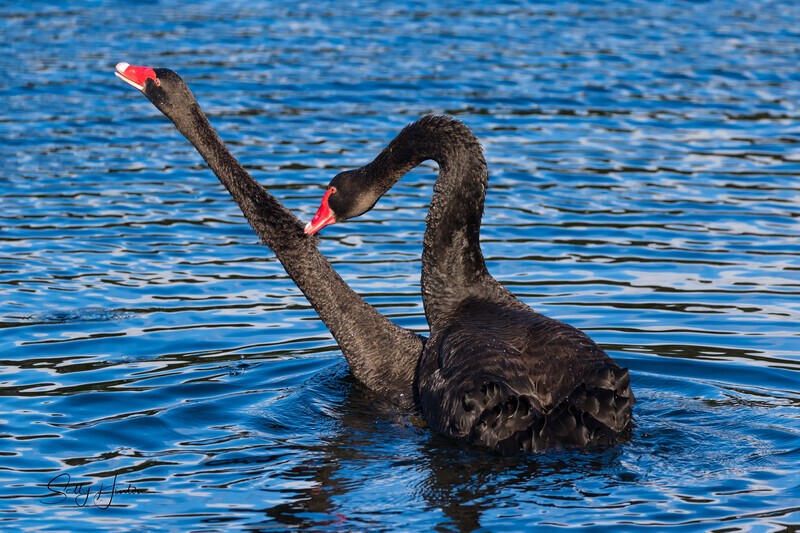 Black Swans Mating 2. 0A3A0291 - Black Swans and cygnets
