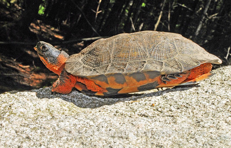 Wood Turtle - Mammals, Reptiles & Amphibians
