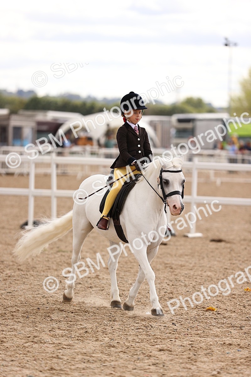 SBM_15949 - Class 416 - Prettiest Mare (IH or Ridden) Jnr