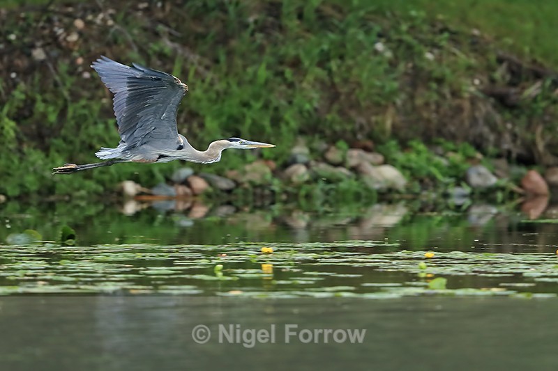 Flying Great Blue Heron, Minnesota, USA - Great Blue Heron