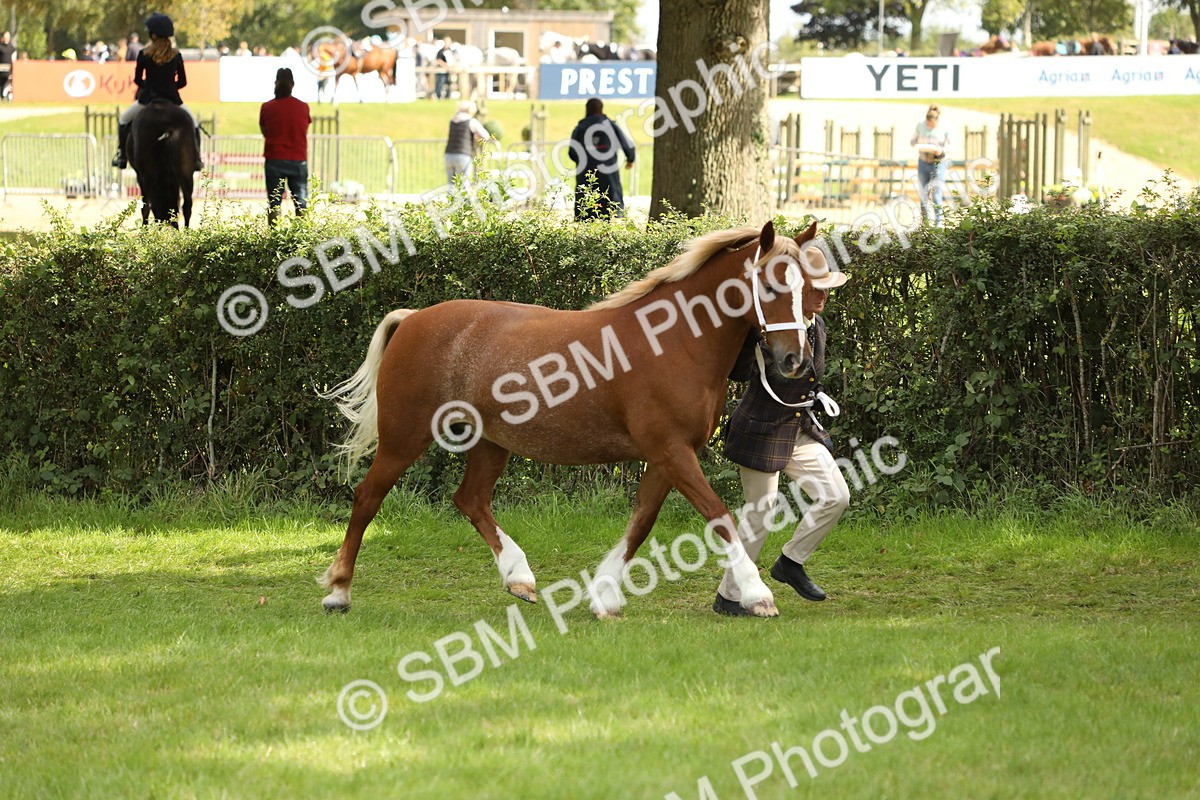 SBM_65377 - S47 - Mountain & Moorland In Hand Large Breeds
