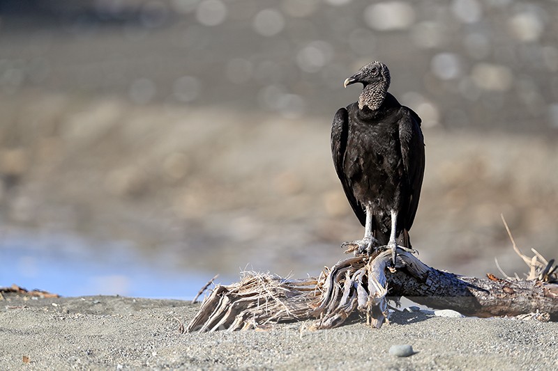 American Black Vulture on beach, Corcovado NP, Costa Rica - American Black Vulture