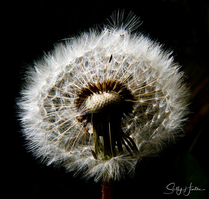 Dandylion Flower
