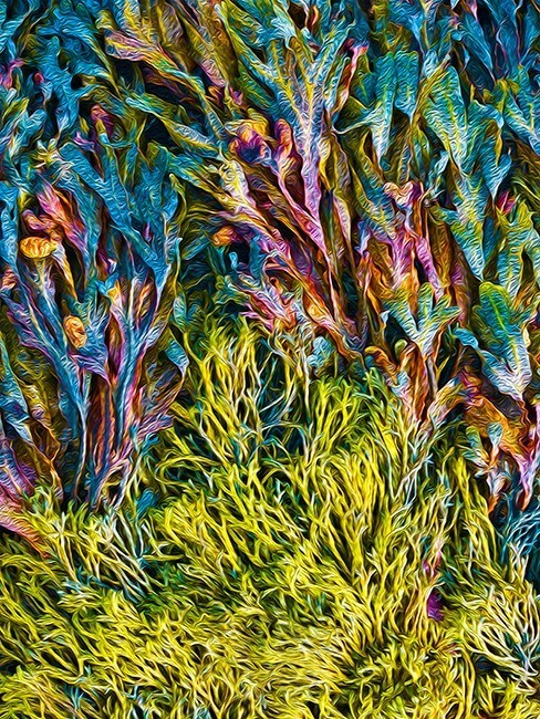 Alga Abstract - Abstracts