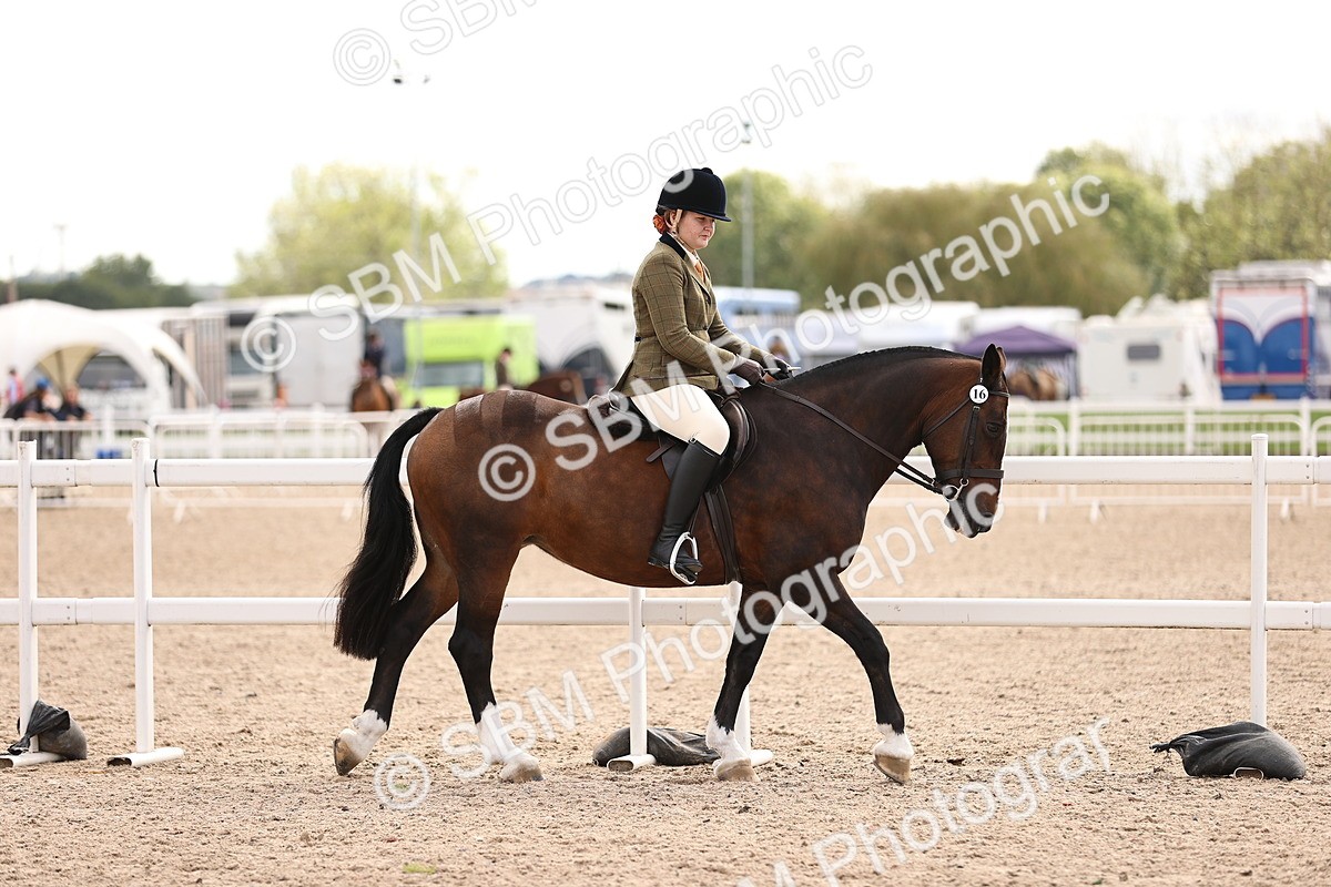 SBM_16123 - Class 420 - Horse-Pony Judge would most like to take home (IH or Ridden) Jnr