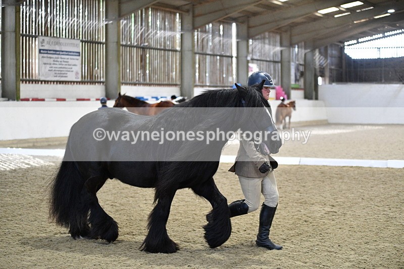 WJ5_4261 - Class 6 In hand M&M - Large Breeds