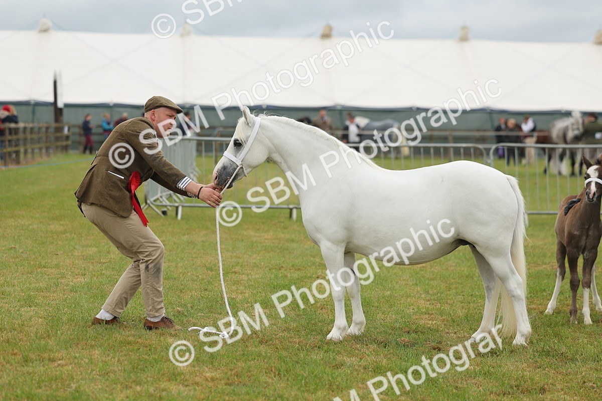 SBM_01638 - Class 50-57 - M&M Welsh Pony In Hand