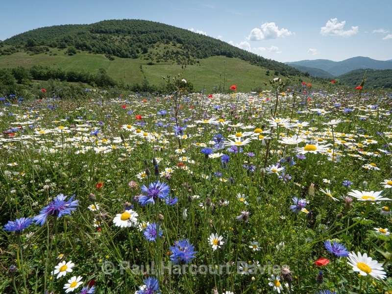 Weeds of cultivation Apennines Italy. scarlet field poppies (Papaver rhoeas), blue cornflowers (Centaurea cyanus) white ox-eye daisies( Leucanthemum vulgare, white field chamomile (Anthemis arvensis) - Flowers in the Landscape - 2