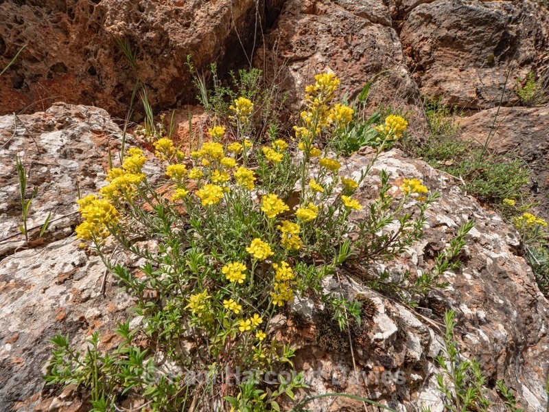 Golden or yellow Alyssum (Alyssum saxatile) - Gargano - Flowers in the Landscape